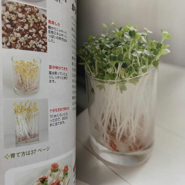 かんたん！部屋で野菜をつくる エンタメ/ホビーの本(ビジネス/経済)の商品写真