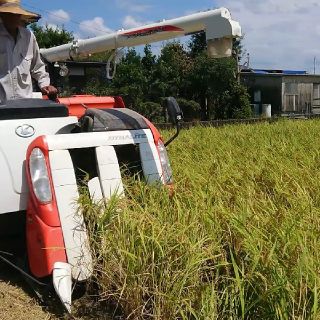 新米★10kg玄米【自然栽培米】熊本産ササニシキ自家採種13年目☆無肥料☆無農薬(米/穀物)