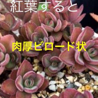 多肉植物  ペンテリー       プレクトランサス属(その他)