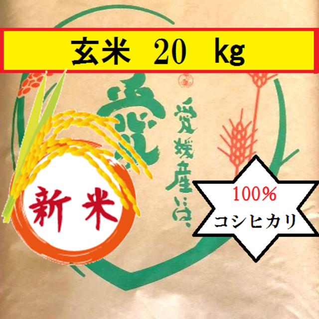 お米　令和元年　愛媛県産コシヒカリ　玄米　20㎏米/穀物