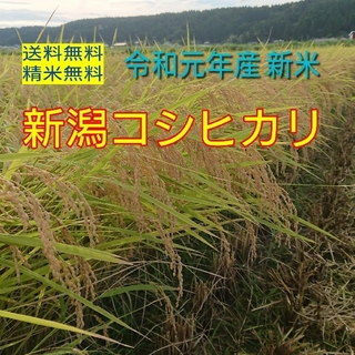 農家直送！新潟コシヒカリ玄米30㌔(米/穀物)