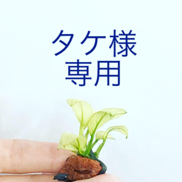 ◆アヌビアス・ミルキー溶岩石【アクアリウム・水草セット・植物・レイアウト】