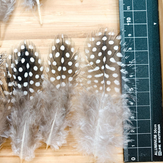 ホロホロ鳥の羽根 ハンドメイドの素材/材料(各種パーツ)の商品写真