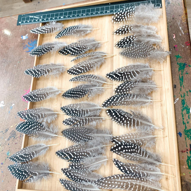 ホロホロ鳥の羽根 ハンドメイドの素材/材料(各種パーツ)の商品写真