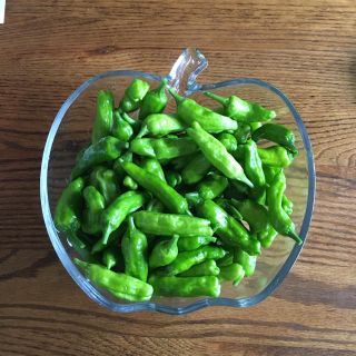よしゆ様専用 シシトウ100個(野菜)