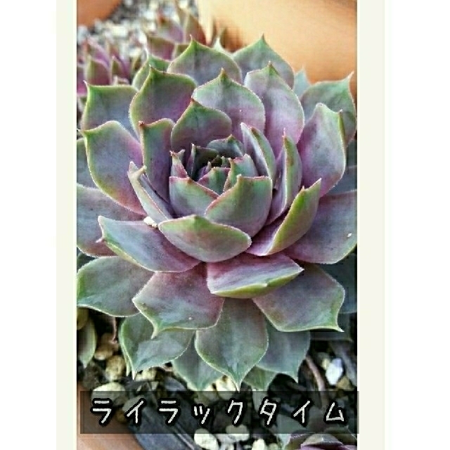 センペルビウム ライラックタイム 001 ハンドメイドのフラワー/ガーデン(その他)の商品写真