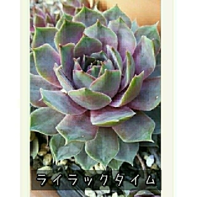 センペルビウム ライラックタイム 002 ハンドメイドのフラワー/ガーデン(その他)の商品写真