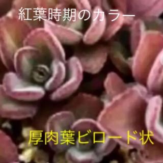 多肉植物   ペンテリー       香りのする多肉植物(その他)