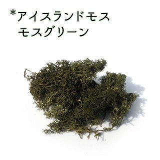 アイスランドモス　モスグリーン　10g(プリザーブドフラワー)