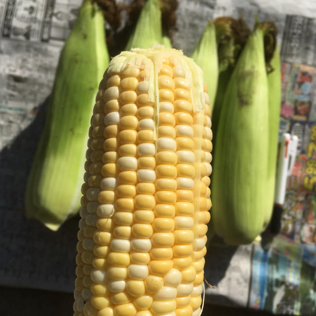 北海道産とうもろこし 食品/飲料/酒の食品(野菜)の商品写真