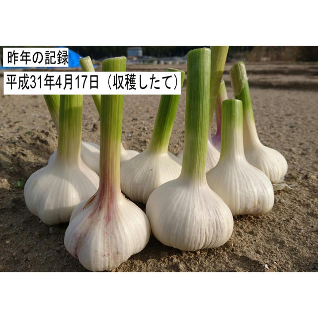 そろそろ植えどき！ニンニク　種球　ホワイト種　発芽確率９０％以上！数量２０片 食品/飲料/酒の食品(野菜)の商品写真