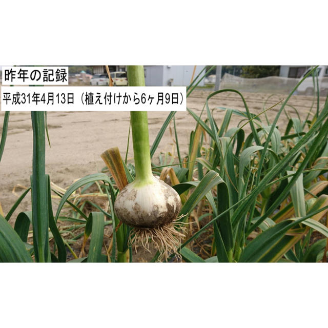 そろそろ植えどき！ニンニク　種球　ホワイト種　発芽確率９０％以上！数量２０片 食品/飲料/酒の食品(野菜)の商品写真