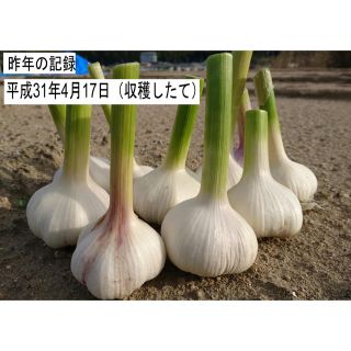 そろそろ植えどき！ニンニク　種球　ホワイト種　発芽確率９０％以上！数量２０片(野菜)