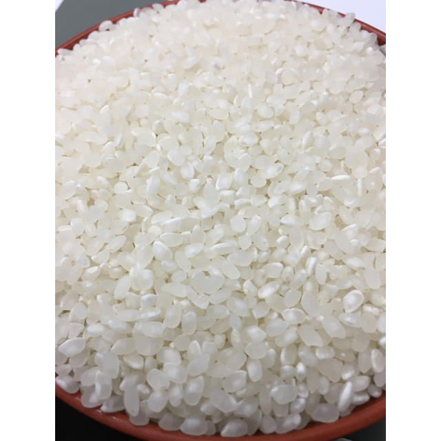 米/穀物送料無料●令和元年産　近江米キヌヒカリ　中米 精米済み24ｋｇ