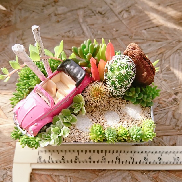 多肉植物  サボテン  寄せ植え ハンドメイドのフラワー/ガーデン(その他)の商品写真
