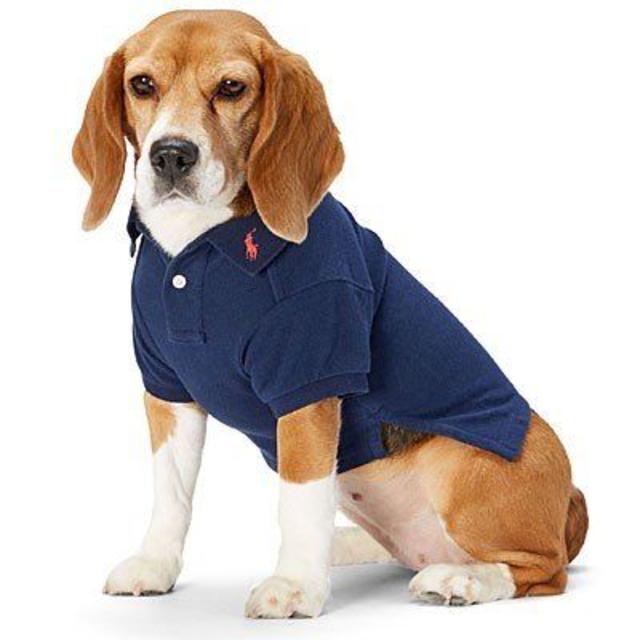 Ralph Lauren(ラルフローレン)のラルフローレンRalph Lauren ペット服犬用ポロシャツ新品レア その他のペット用品(犬)の商品写真