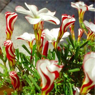 大人気 オキザリス Oxalis バーシカラー 球根 粒の通販 ラクマ 大人気 オキザリス Oxalis バーシカラー 球根 粒の通販 ラクマ