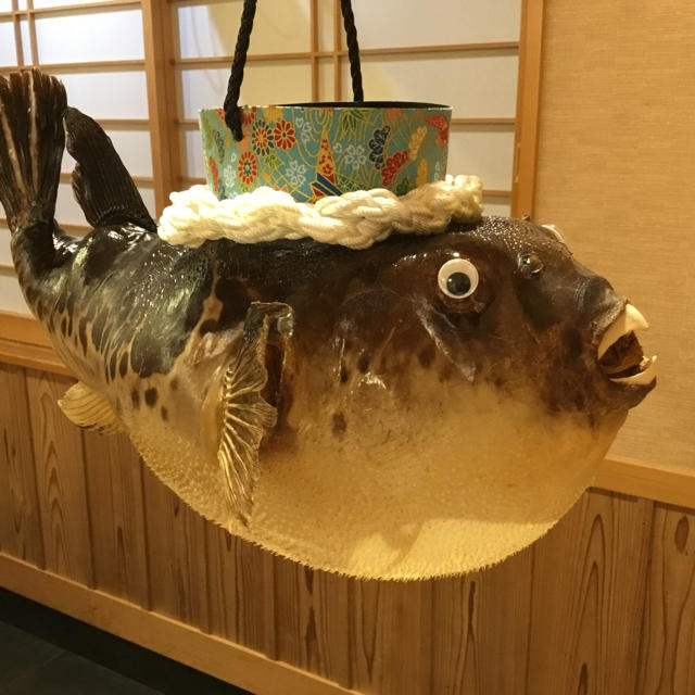 天然とらふぐ 手作り ふぐちょうちん お店のディスプレイにいかがです ...
