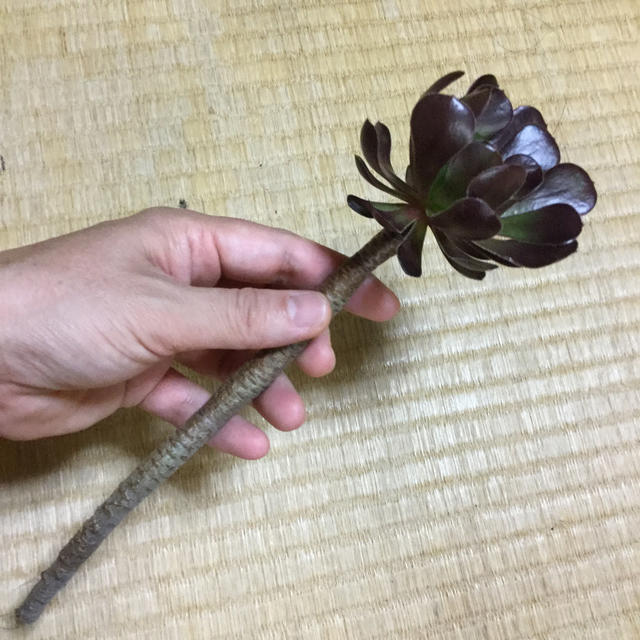 カラフル サボテン 多肉植物 黒法師 1本 ハンドメイドのフラワー/ガーデン(その他)の商品写真