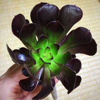 カラフル サボテン 多肉植物 黒法師 1本(その他)