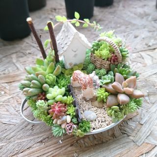 多肉植物  寄せ植え  即購入OK！(その他)