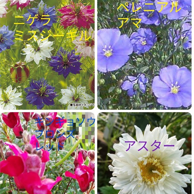 花種　秋まき　4種類ニゲラミスジーキルの通販 by kiji*kakusi  's shop
