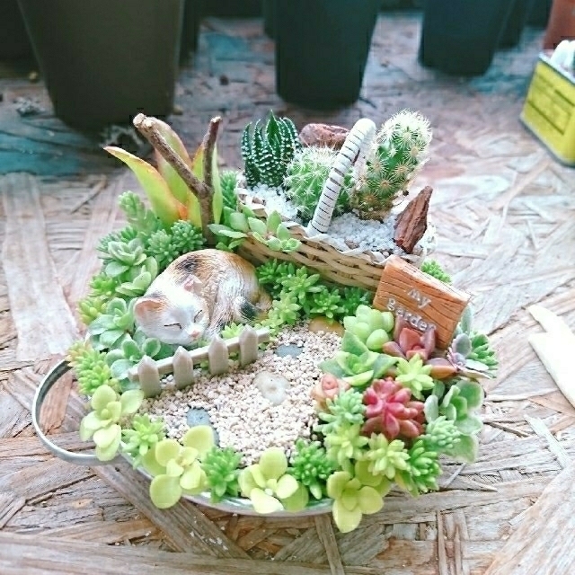 ぽぽ様専用 多肉植物  サボテン  寄せ植え ハンドメイドのフラワー/ガーデン(その他)の商品写真