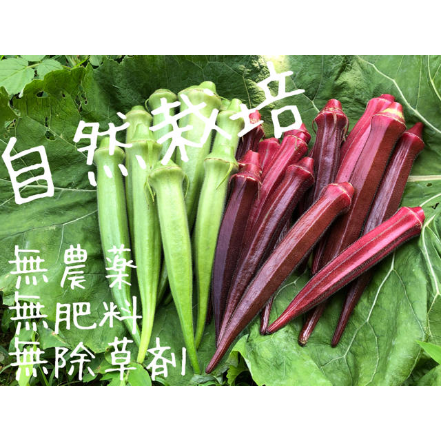 自然栽培 赤オクラ 丸オクラミックスで約30本の通販 By Forestfarm 自然栽培 ラクマ 自然栽培 赤オクラ 丸オクラミックスで約30本の通販 By Forestfarm 自然栽培 ラクマ