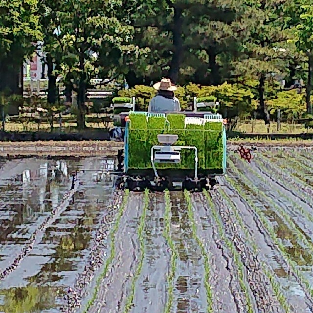 ✳️令和元年新米 白米✳️富山県産1等米(検査済)コシヒカリ玄米10㎏を精米 1