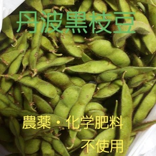 丹波黒枝豆(ゆうパケット)(野菜)