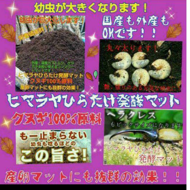 送料無料60ℓ、カブトムシ幼虫の餌！巨大化！ヒマラヤひらたけ発酵マット