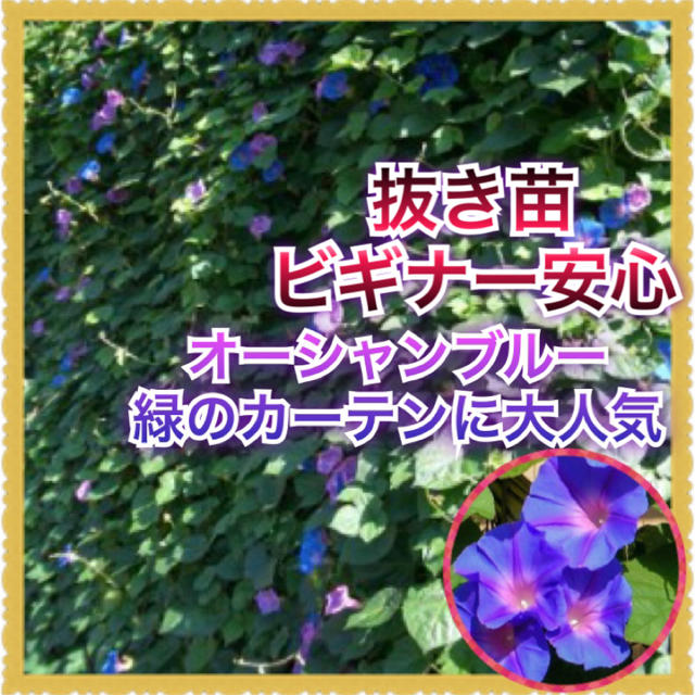 2本(宿根朝顔)オーシャンブルー【野放し・手間いらず】抜き苗499 ハンドメイドのフラワー/ガーデン(その他)の商品写真