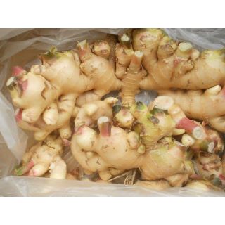 高知産　訳あり新生姜　約４Ｋｇ(野菜)