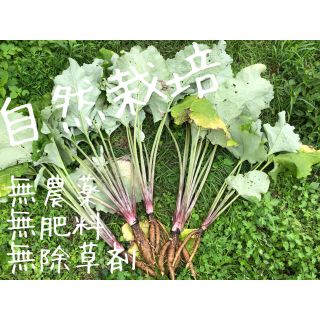 「自然栽培」サラダごぼう コンパクト(野菜)