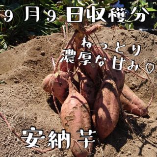 完全農薬化学肥料不使用!さつまいも!安納芋&紅あずま食べ比べ5