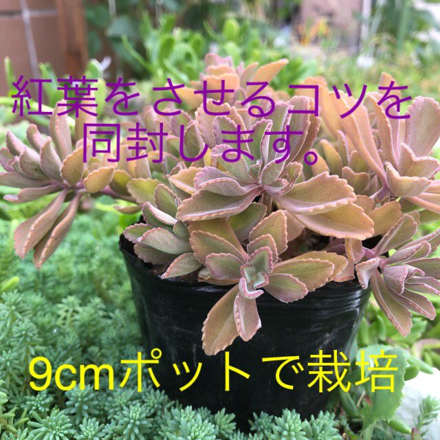 香りのする多肉 ペンテリー 紅葉 花も楽しみの通販 By 令和ガーデン ラクマ 香りのする多肉 ペンテリー 紅葉 花も楽しみの通販 By 令和ガーデン ラクマ