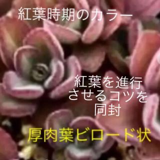 香りのする多肉   ペンテリー       紅葉、花も楽しみ(その他)