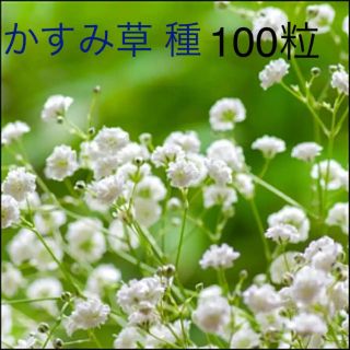 かすみ草 カスミソウ 宿根草 種100粒!!(その他)