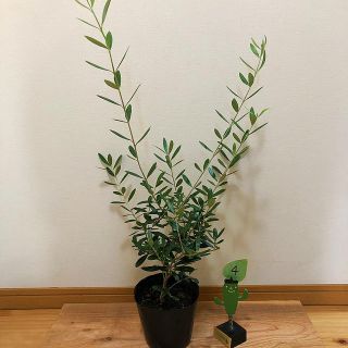 観葉植物 オリーブ（ミッション）④(その他)