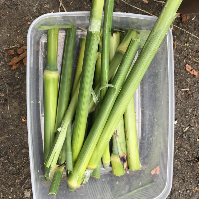 茎が甘い？サトウモロコシの種30粒 食品/飲料/酒の食品(野菜)の商品写真