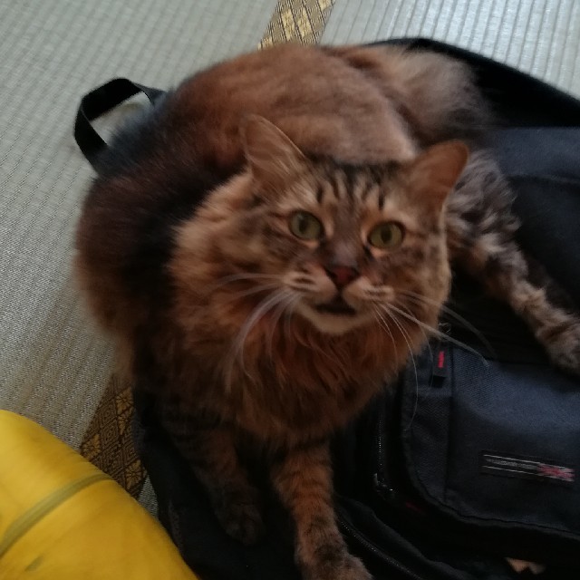はこいぬ様 専用 おもちゃ プラモデル おもちゃ プラモデル 激安直営店 はこいぬ様 専用 おもちゃ プラモデル おもちゃ プラモデル 激安直営店