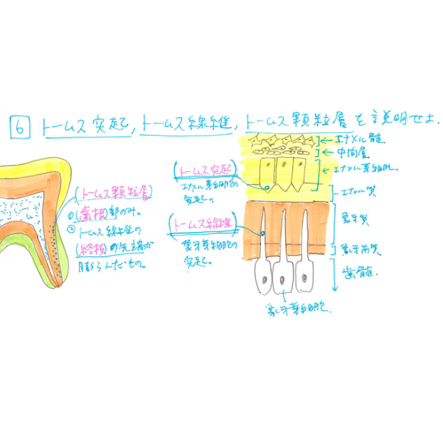 denticola 組織学ノート その他のその他(その他)の商品写真