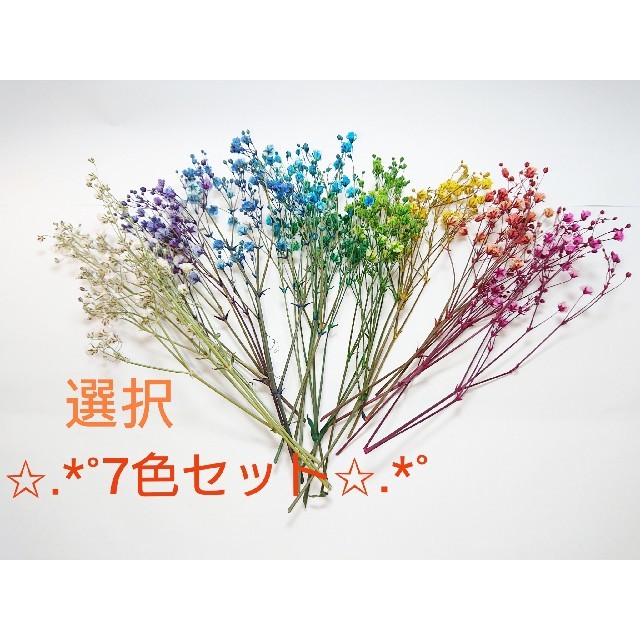 ドライフラワーかすみ草 7色オーダー の通販 By 聖愛 S Shop ラクマ ドライフラワーかすみ草 7色オーダー の通販 By 聖愛 S Shop ラクマ
