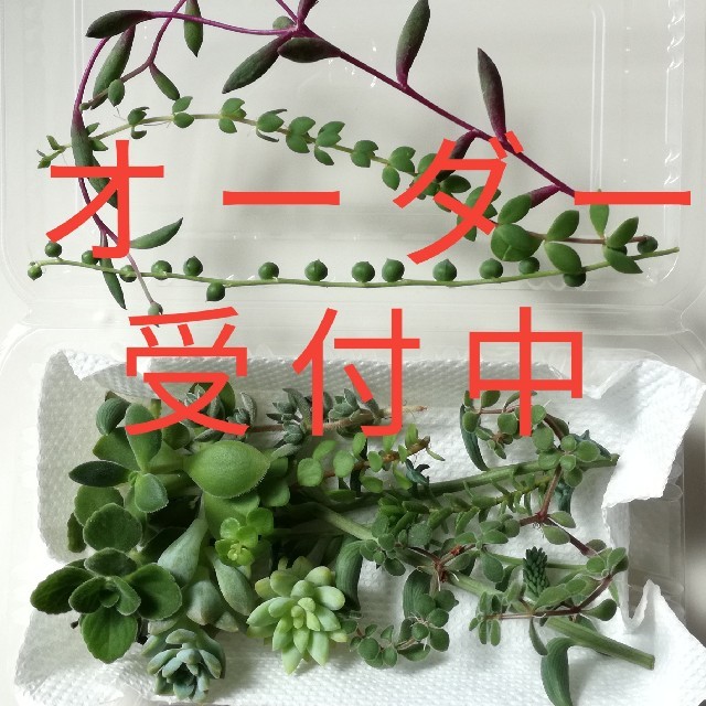 多肉植物　カット苗15種セット ハンドメイドのフラワー/ガーデン(その他)の商品写真