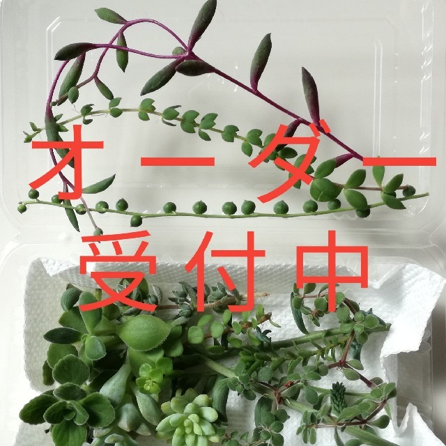 多肉植物　カット苗15種セット ハンドメイドのフラワー/ガーデン(その他)の商品写真