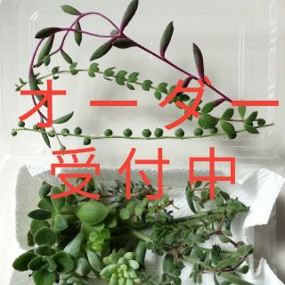 多肉植物　カット苗15種セット(その他)