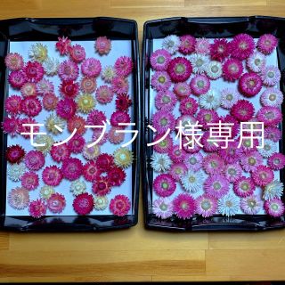 モンブラン様専用 ヘリクリサム100個(ドライフラワー)