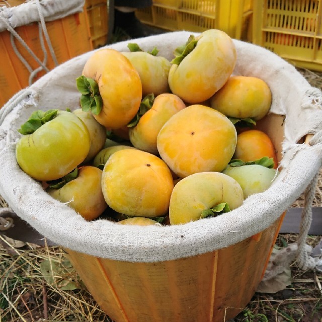 和歌山産 たねなし柿 7.5キロ 送料込み 食品/飲料/酒の食品(フルーツ)の商品写真