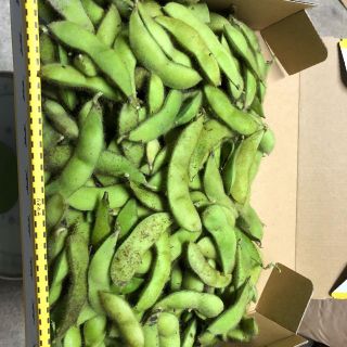 兵庫県丹波産  黒枝豆  １キロ(野菜)