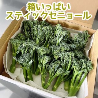 無農薬 スティックセニョール 箱いっぱい (野菜)
